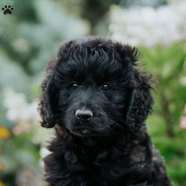 Nana, Goldendoodle Puppy