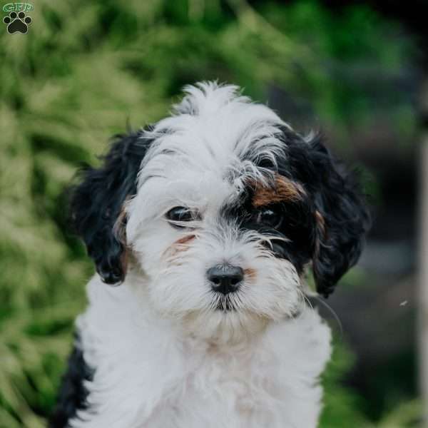 Penny, Cavapoo Puppy