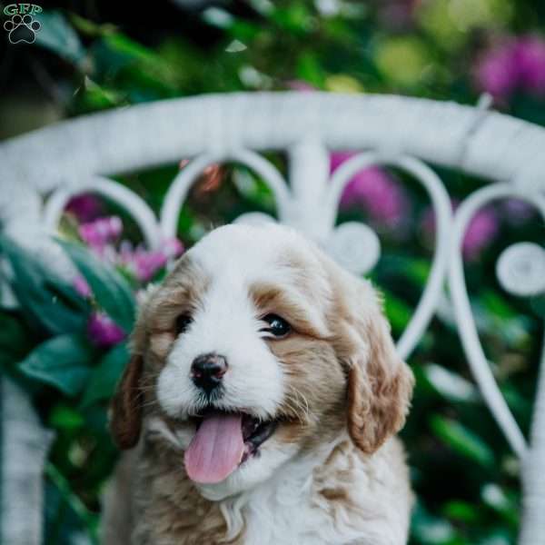 Sandra, Mini Bernedoodle Puppy