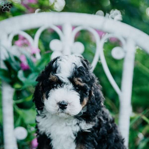 Shiloh, Mini Bernedoodle Puppy