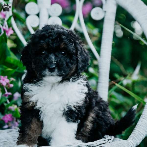 Sophia, Mini Bernedoodle Puppy