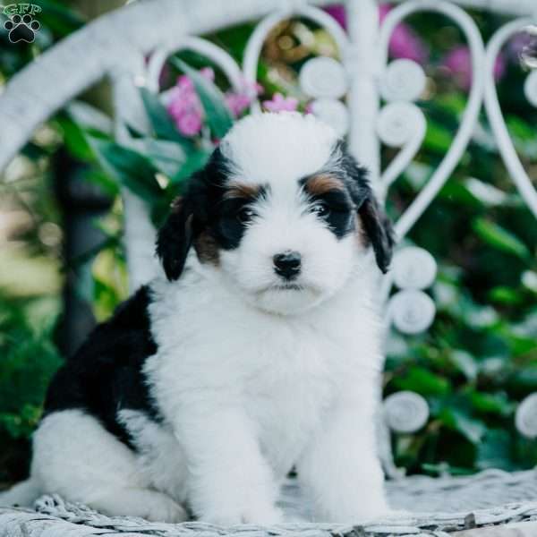 Sweetie, Mini Bernedoodle Puppy