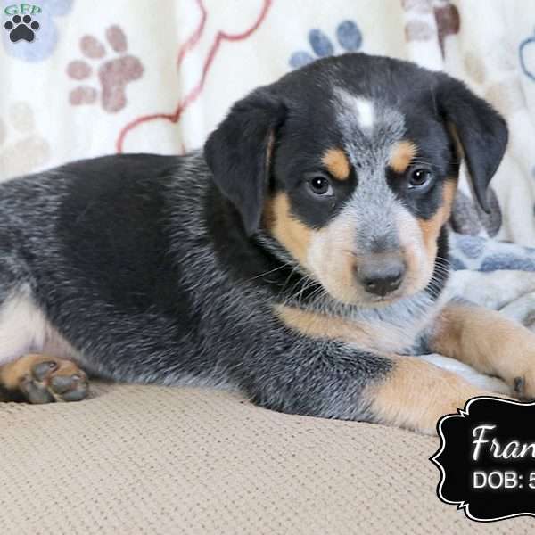 Francie, Blue Heeler – Australian Cattle Dog Puppy