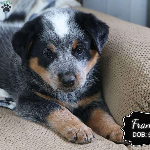 Franky, Blue Heeler – Australian Cattle Dog Puppy