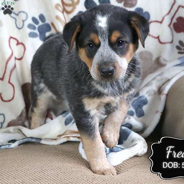 Freda, Blue Heeler – Australian Cattle Dog Puppy