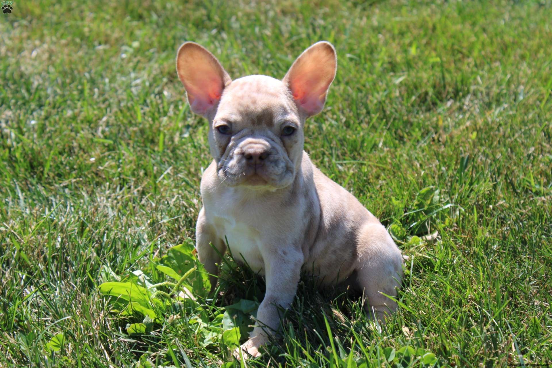 Freckles - French Bulldog Puppy For Sale in Ohio