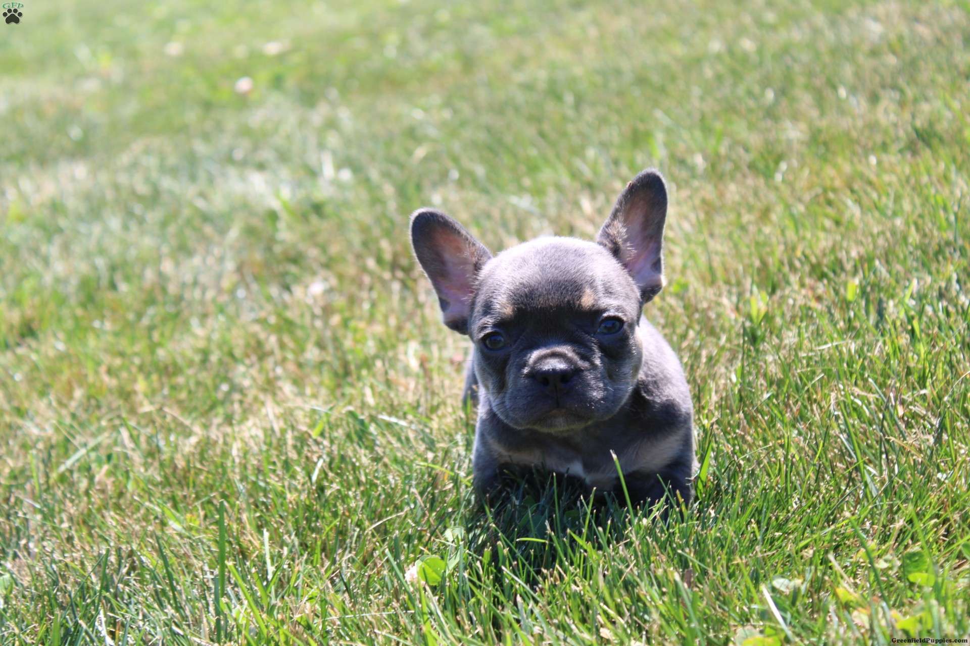 Lainey - French Bulldog Puppy For Sale in Ohio