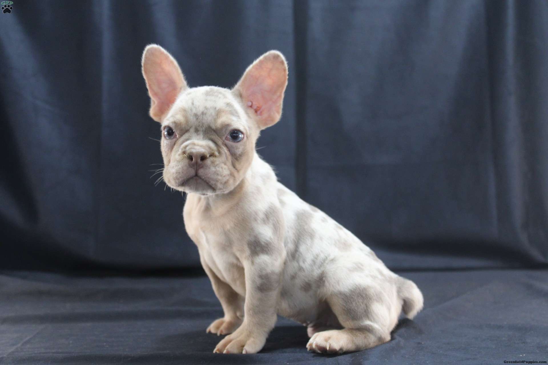 Travis - French Bulldog Puppy For Sale in Ohio