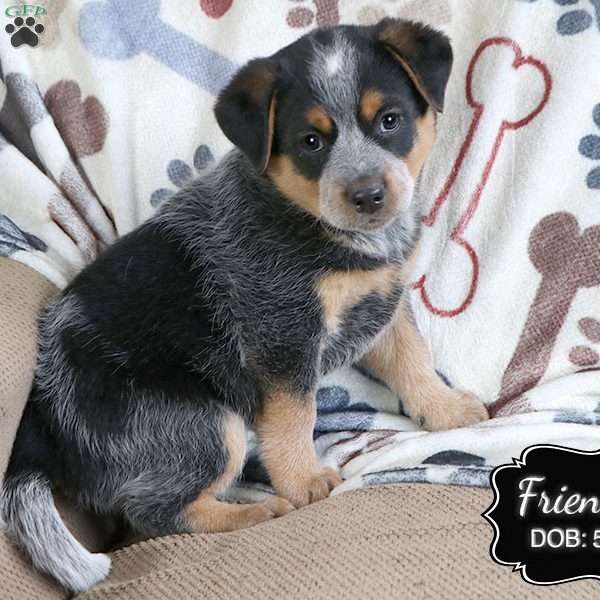 Friendly, Blue Heeler – Australian Cattle Dog Puppy