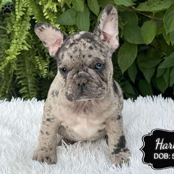 Harley, French Bulldog Puppy