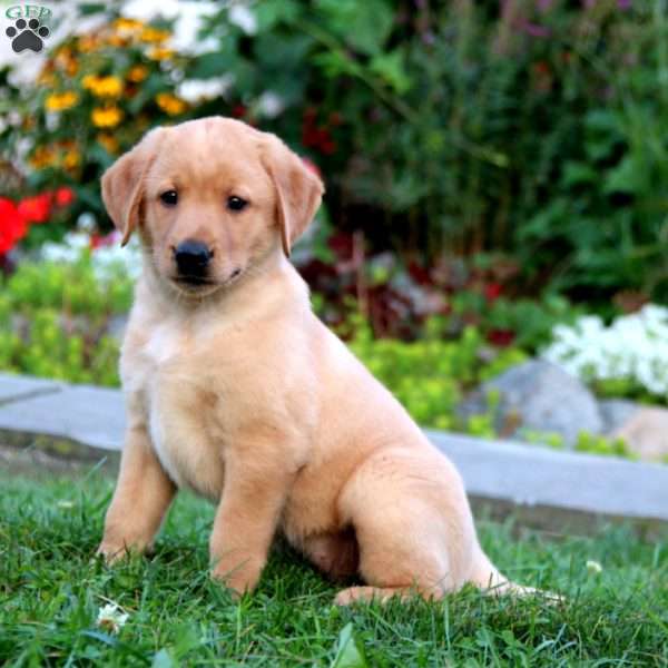 Hope, Yellow Labrador Retriever Puppy