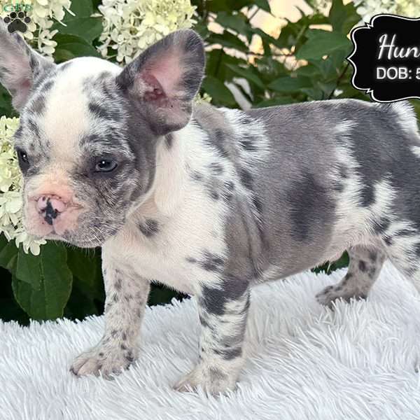 Hunter, French Bulldog Puppy