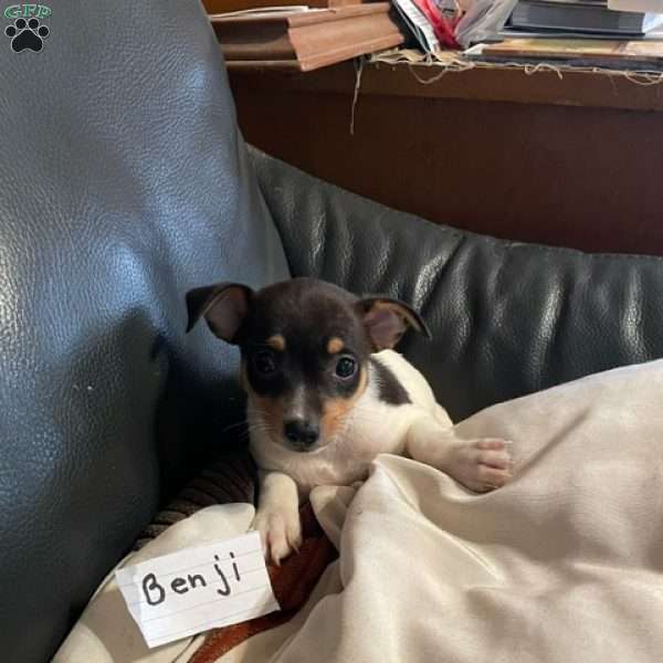 Benji, Toy Fox Terrier Puppy