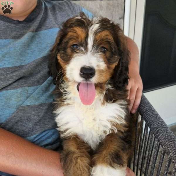 Gracie, Bernedoodle Puppy