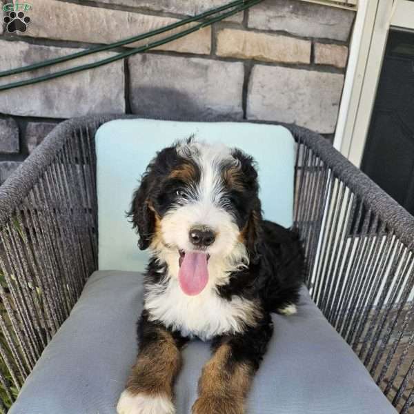 Max, Bernedoodle Puppy