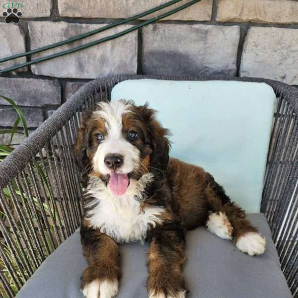 Rover, Bernedoodle Puppy