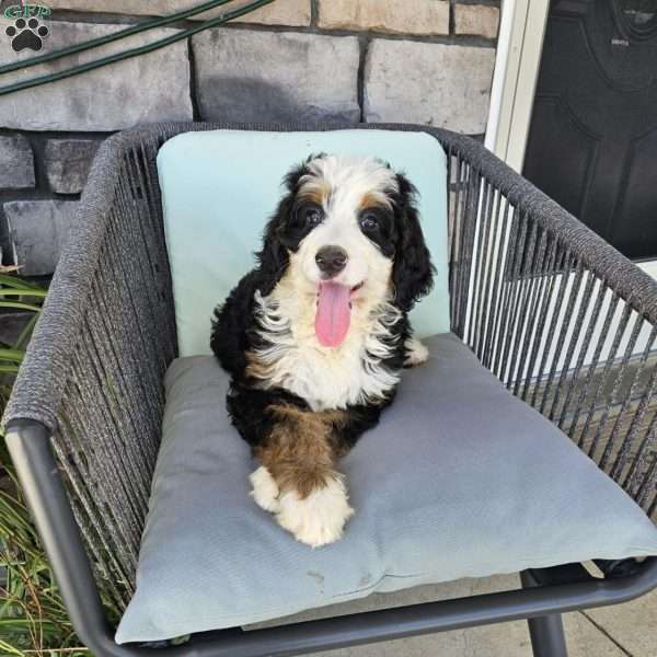 Willow, Bernedoodle Puppy