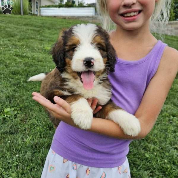 Rosco, Bernedoodle Puppy