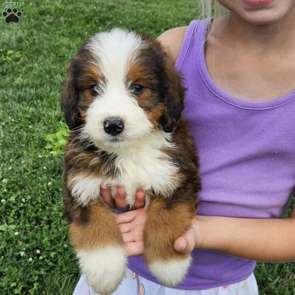 River, Bernedoodle Puppy