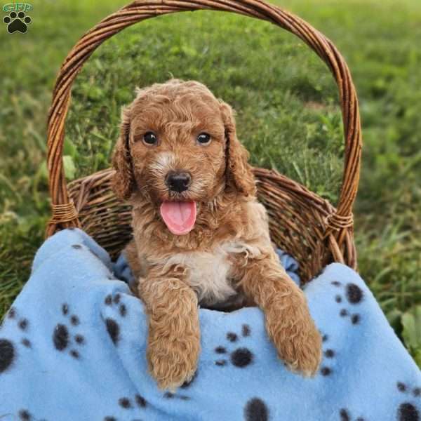 Dalton, Mini Goldendoodle Puppy