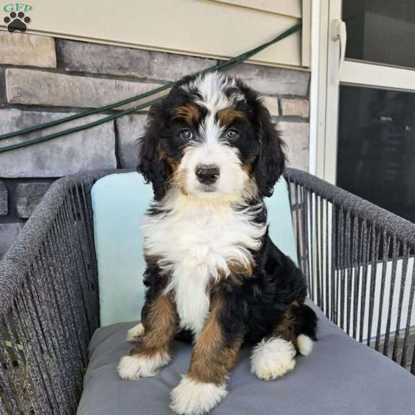 Luna, Bernedoodle Puppy