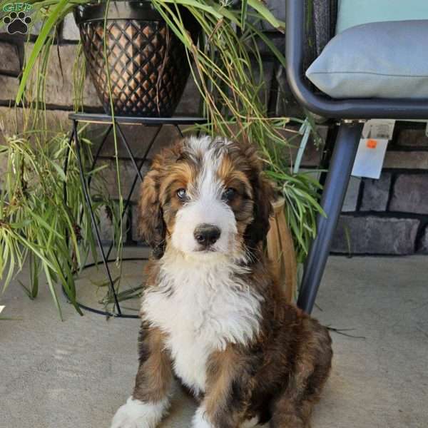 Oliver, Bernedoodle Puppy