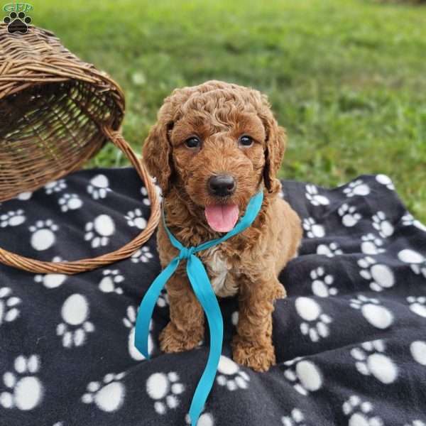 Duke, Mini Goldendoodle Puppy