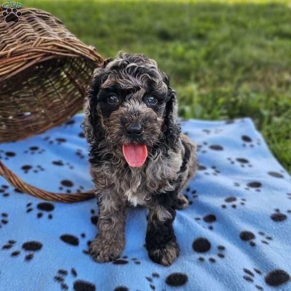 Diamond, Mini Goldendoodle Puppy