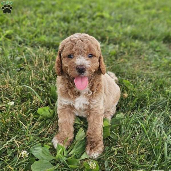 Daxton, Mini Goldendoodle Puppy