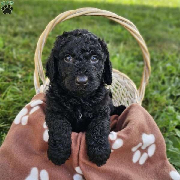 Devon, Mini Goldendoodle Puppy