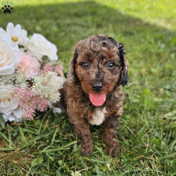 Dixie, Mini Goldendoodle Puppy