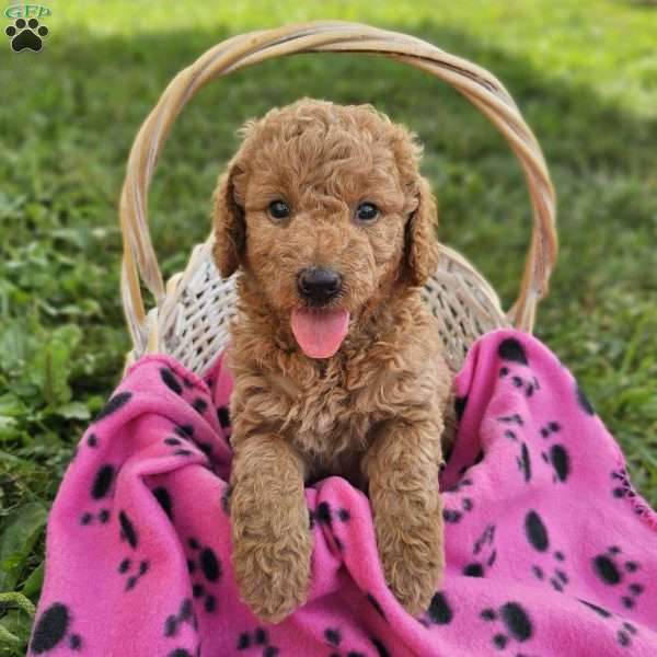 Dakota, Mini Goldendoodle Puppy