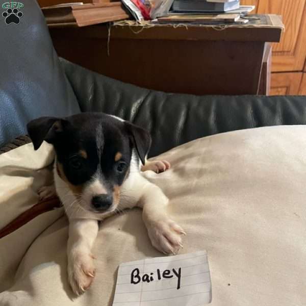 Bailey, Toy Fox Terrier Puppy