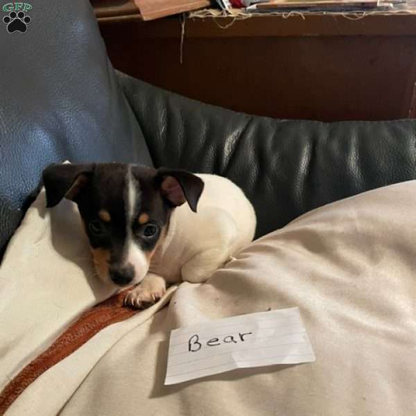 Bear, Toy Fox Terrier Puppy