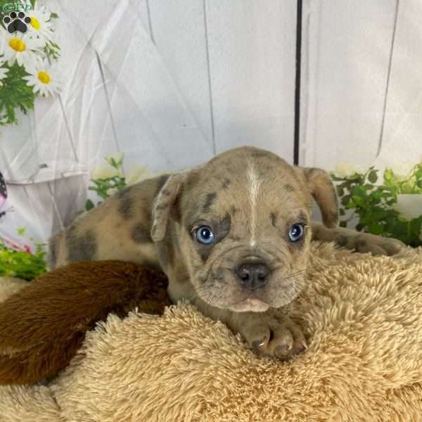 Frenchie, French Bulldog Mix Puppy