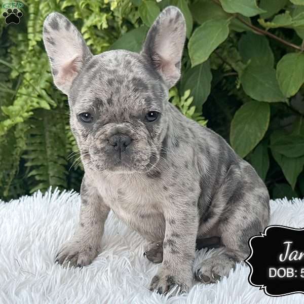 Jane, French Bulldog Puppy