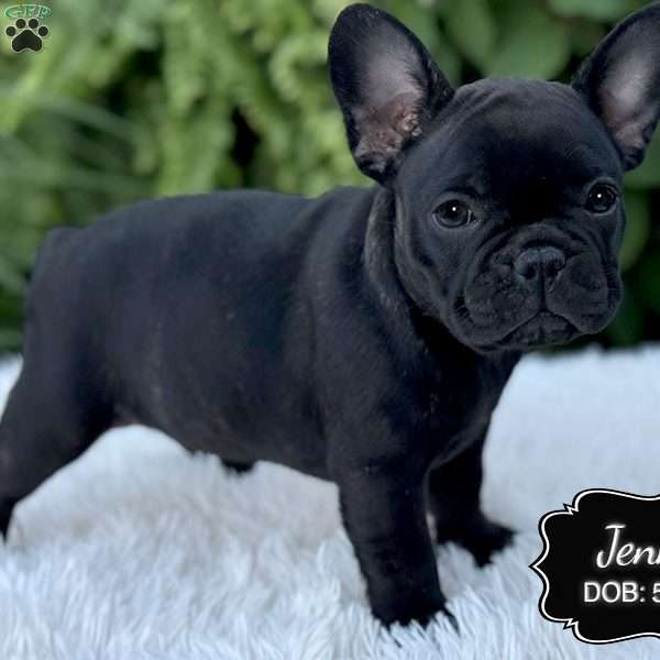 Jenny, French Bulldog Puppy