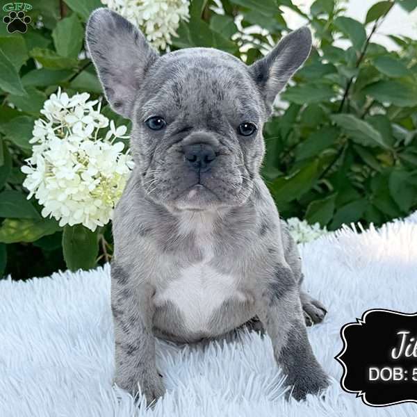 Jill, French Bulldog Puppy