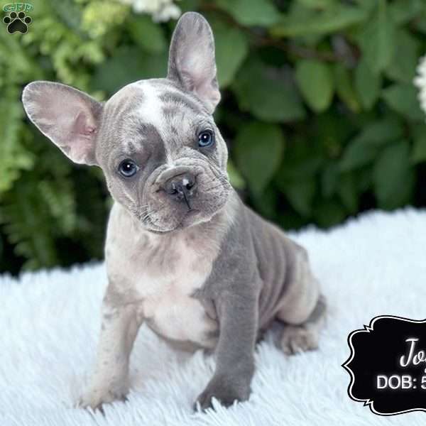 Joy, French Bulldog Puppy