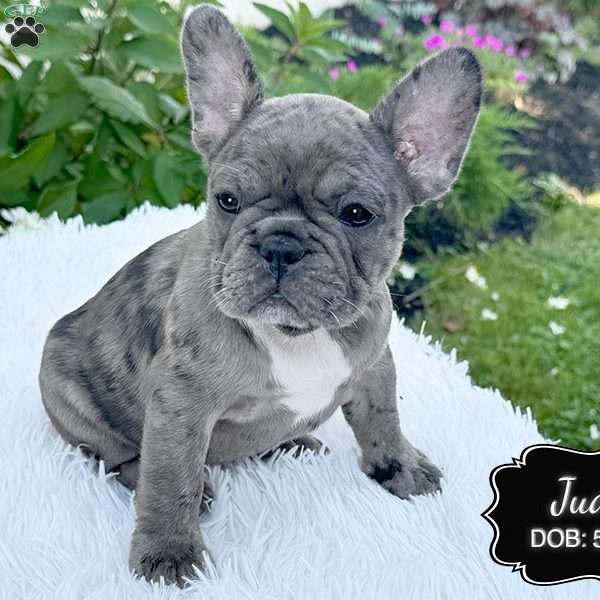 Judy, French Bulldog Puppy