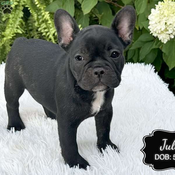 Julie, French Bulldog Puppy