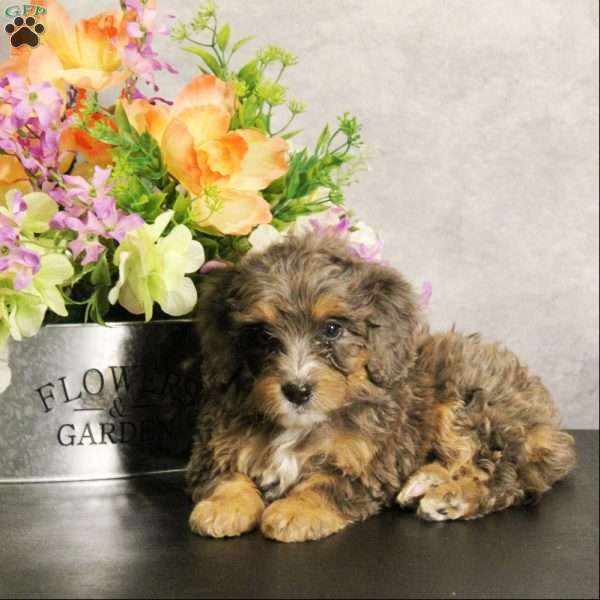 Malani, Mini Bernedoodle Puppy