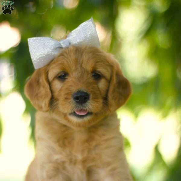 Macy, Mini Goldendoodle Puppy