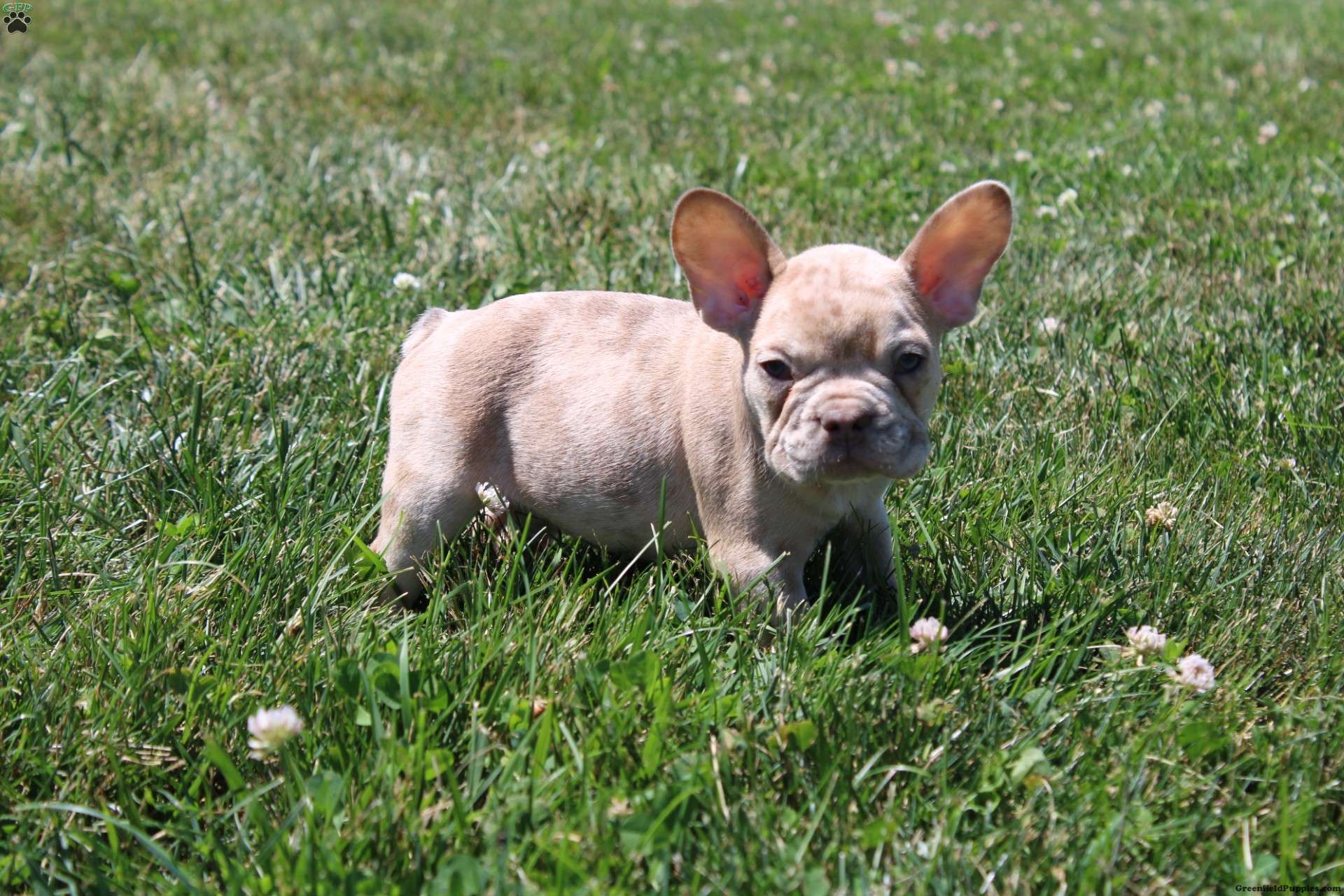 Freckles - French Bulldog Puppy For Sale in Ohio