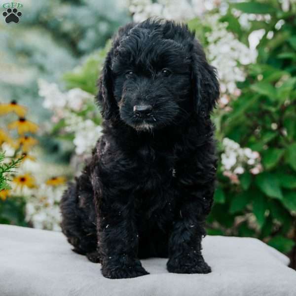 Nico, Goldendoodle Puppy