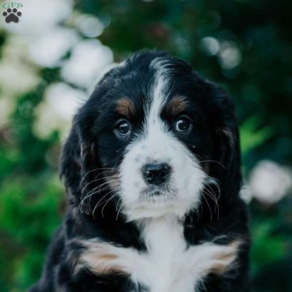 Felix, Mini Bernedoodle Puppy