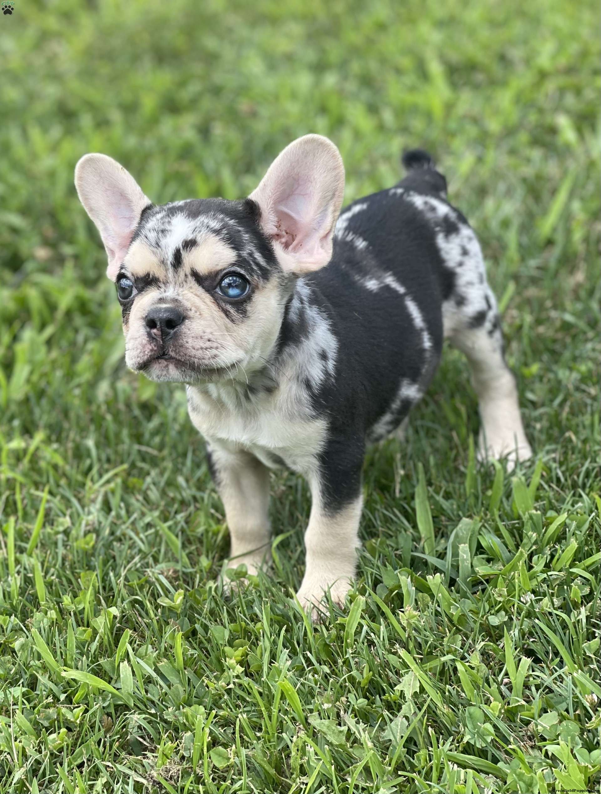 Walter - French Bulldog Puppy For Sale in Ohio