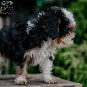 Peanut, Cavapoo Puppy