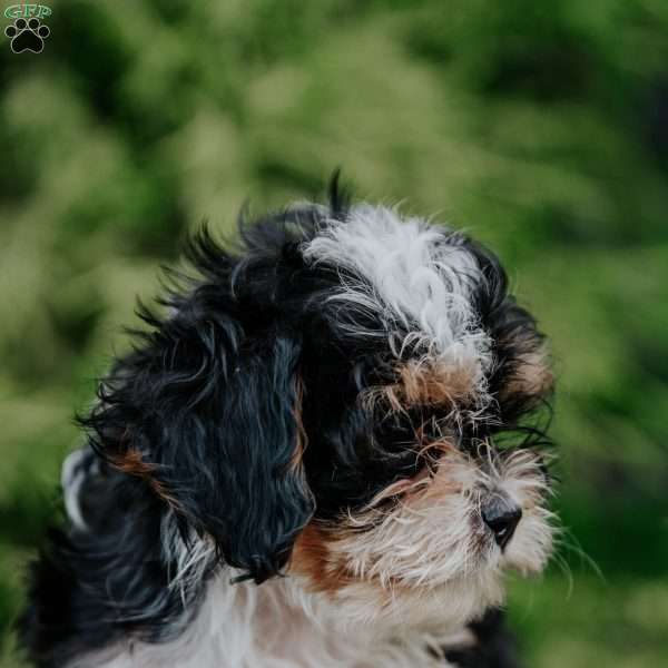 Peanut, Cavapoo Puppy