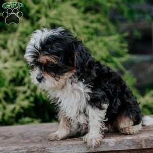 Peanut, Cavapoo Puppy